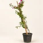 گل کاغذی (بوگنویل)