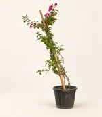 گل کاغذی (بوگنویل)