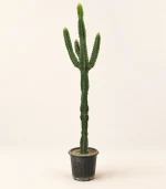 کاکتوس ایجنت - تصویر 4