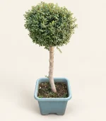 درخت ترون دلاوای