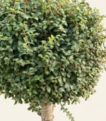 درخت ترون دلاوای - تصویر 2