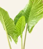 باباآدم - تصویر 4