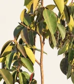 درخت فیکوس - تصویر 2