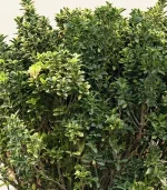 شمشاد ژاپنی - تصویر 2