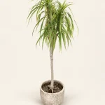 دراسنا مارژیناتا