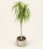 دراسنا مارژیناتا