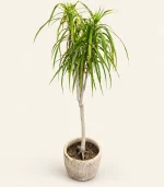 دراسنا مارژیناتا - تصویر 4