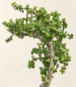 خرفه - تصویر 2