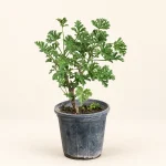عطر چای