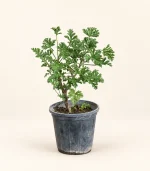 عطر چای