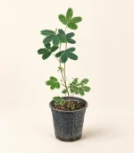 گل قهر و آشتی (میموسا)