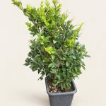 یاس هلندی