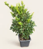 یاس هلندی